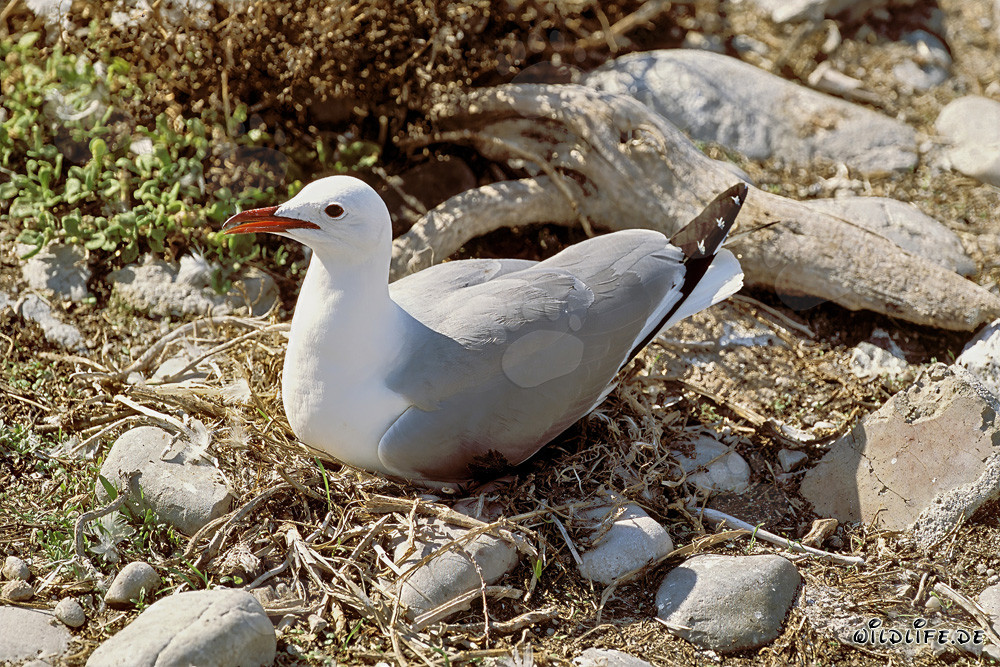 Hartlaubmöwe auf Dyer Island in Südafrika