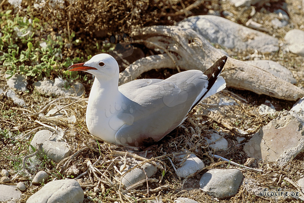Mouette tridactyle sur l'île de Dyer en Afrique du Sud
