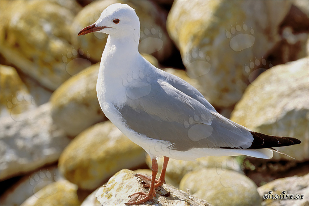 Gaviota de Hartlaub - ave majestuosa en la costa de Sudáfrica