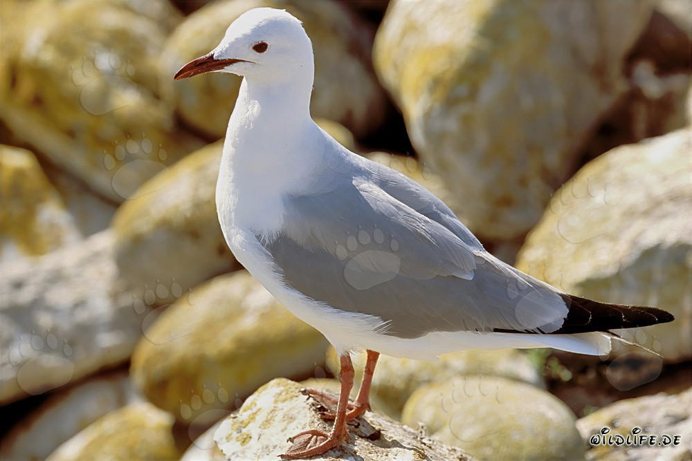Hartlaubmöwe - majestätischer Vogel an der Küste von Südafrika