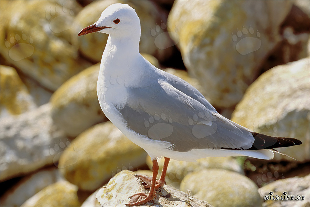 Hartlaub's Gull - Majestic Bird on the Coast of South Africa