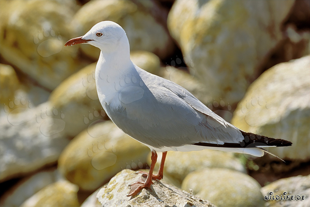 Beautiful Hartlaub´s gull against the sunny coastal sky of Dyer Island, South Africa