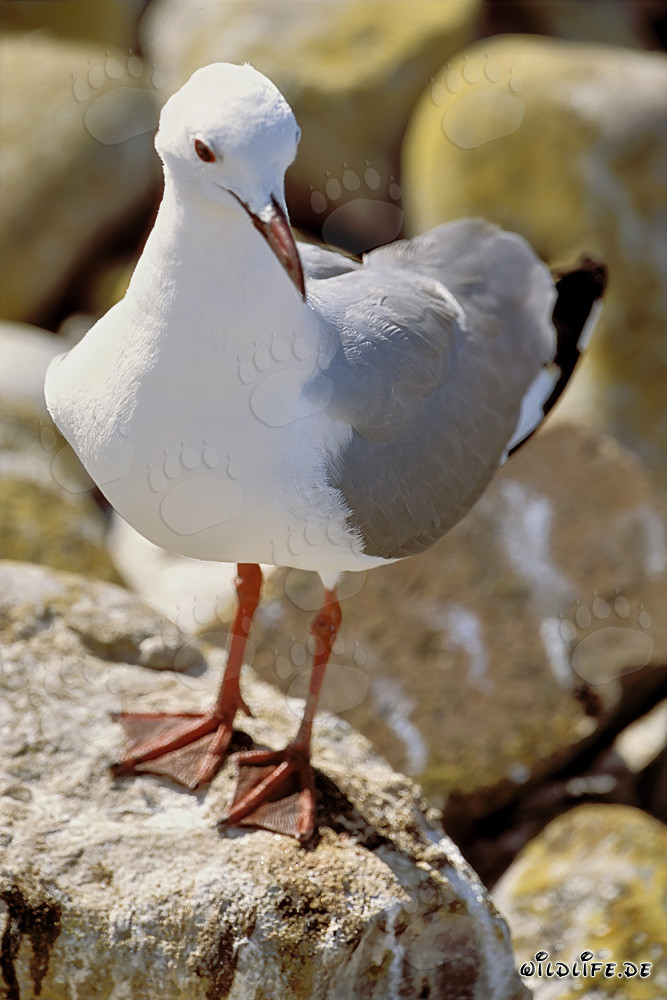 Gaviota de Hartlaub sentada en las rocas al sol