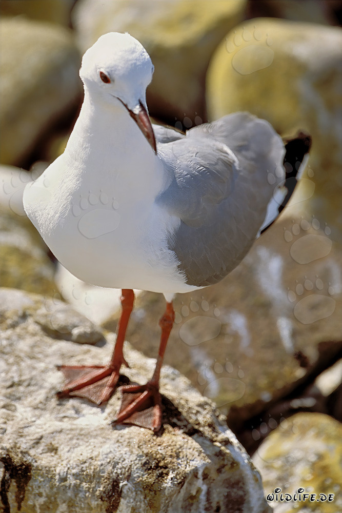 Hartlaub´s gull perched on rocks in the sun