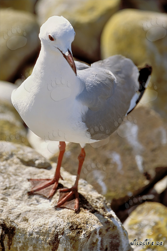 Mouette de Hartlaub assise sur les rochers au soleil