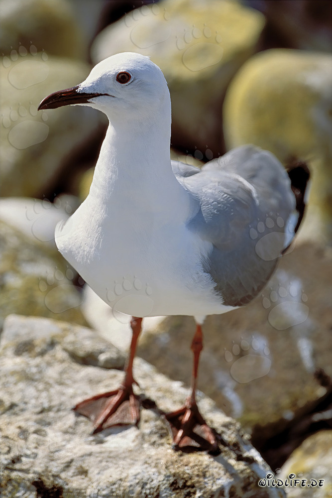 Faszinierende Hartlaubmöwe auf Dyer Island, Südafrika