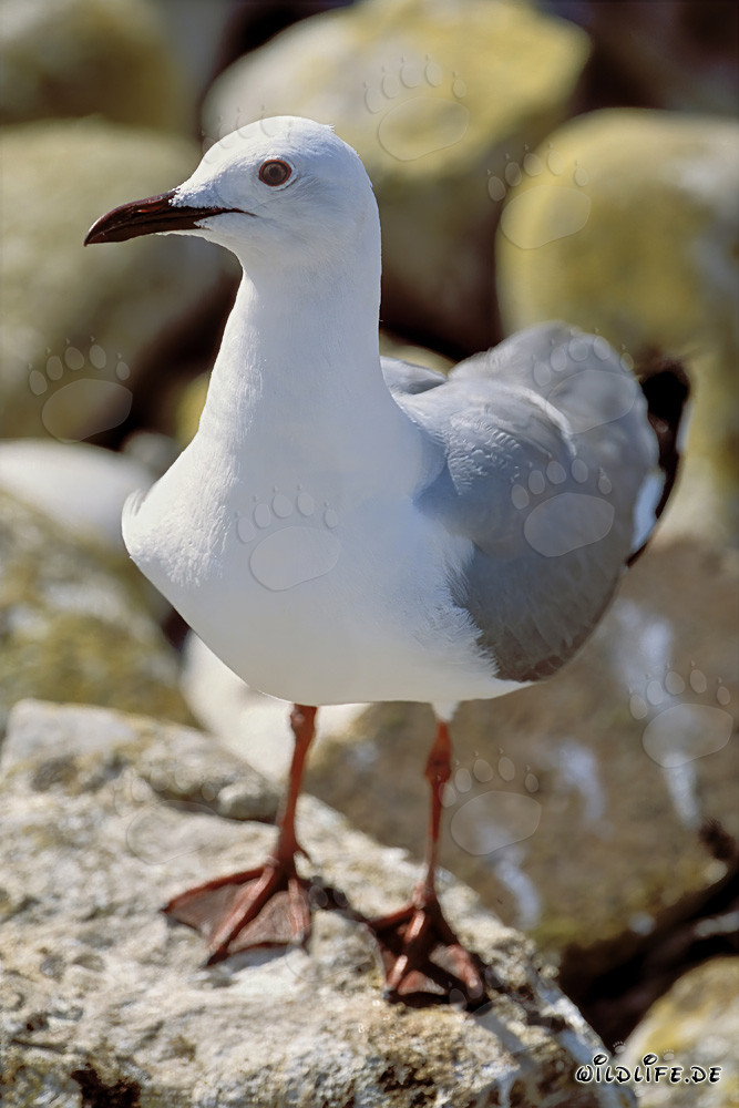 Mouette de Hartlaub fascinante sur l'île de Dyer, Afrique du Sud