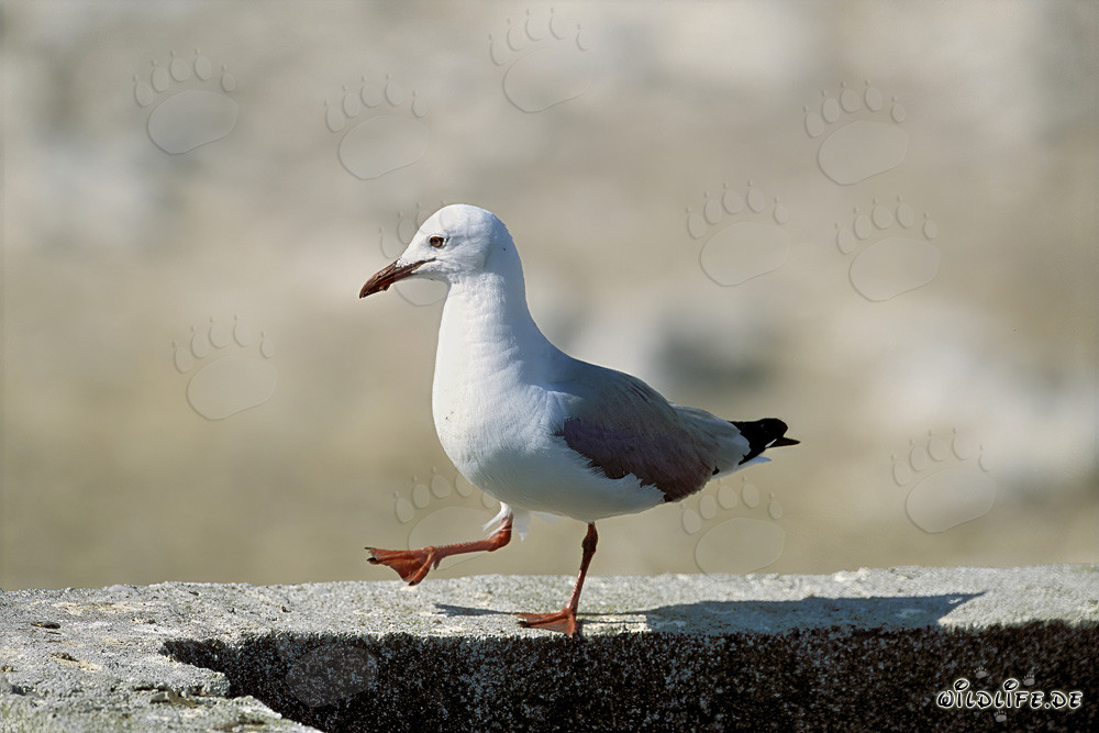 Hartlaubmöwe auf einer Mauer