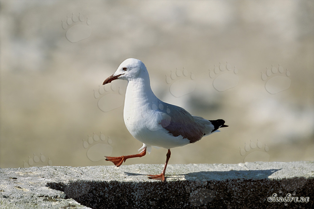 Mouette de Hartlaub sur un mur