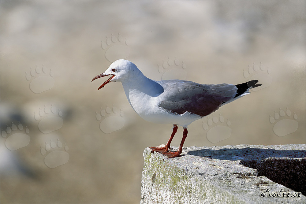 Mouette de Hartlaub gracieuse sur un mur en Afrique du Sud
