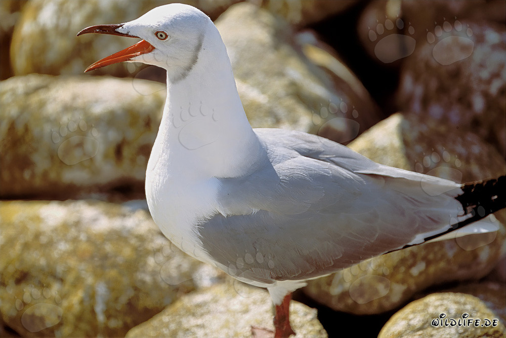 Observación de la gaviota de Hartlaub en la isla de Dyer en Sudáfrica