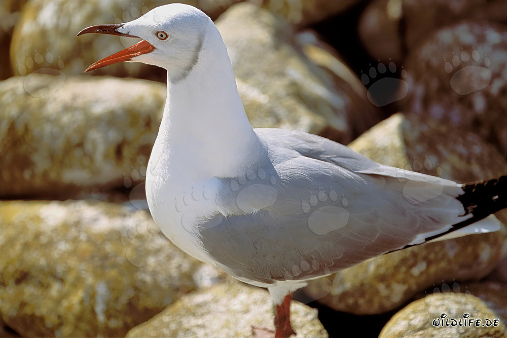 Observing Hartlaub´s gull on Dyer Island in South Africa