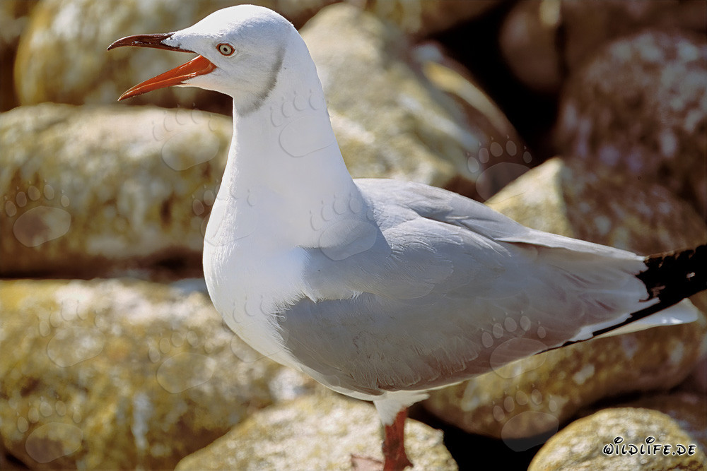 Observation de la mouette de Hartlaub sur l'île de Dyer en Afrique du Sud