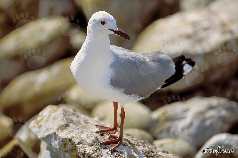 Mouette de Hartlaub gracieuse dans son habitat rocheux