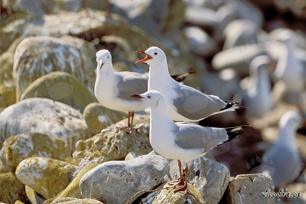 Gaviotas de Hartlaub relajándose en las rocas junto a la orilla del mar