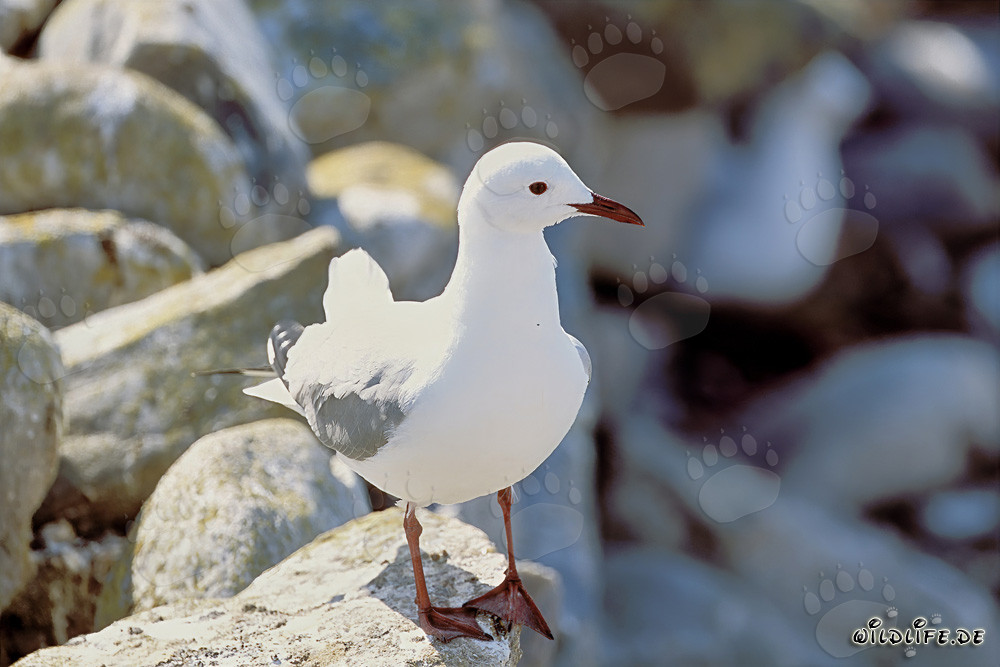 Gaviota de Hartlaub en terreno pedregoso