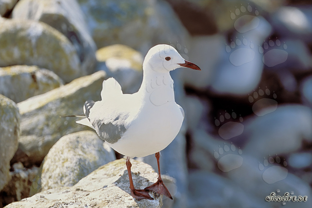 Mouette de Hartlaub dans un environnement rocheux