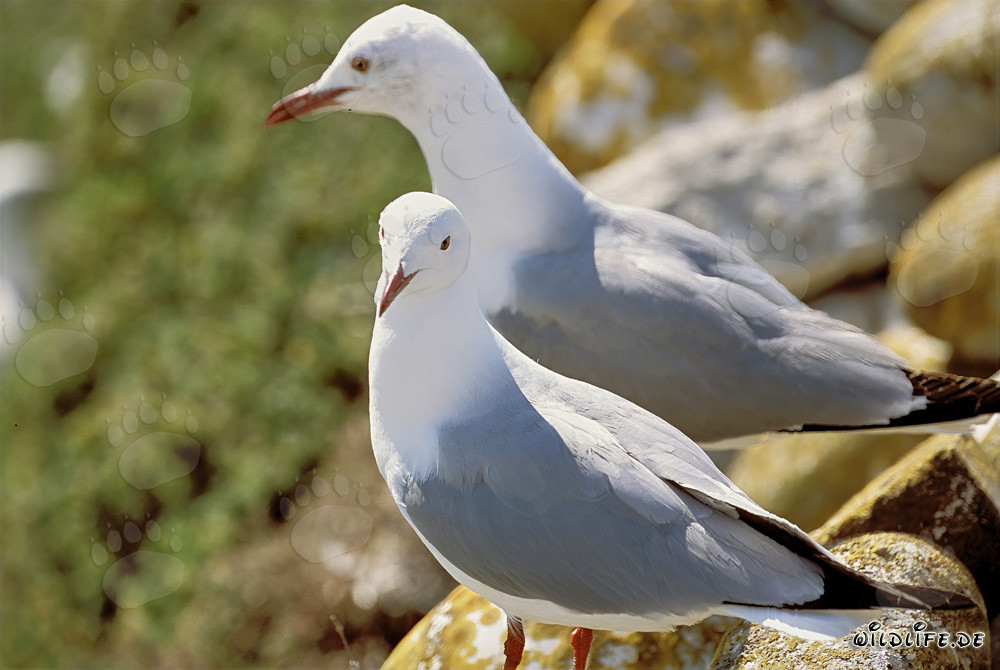 Dos gaviotas de Hartlaub majestuosas en la isla Dyer en Sudáfrica