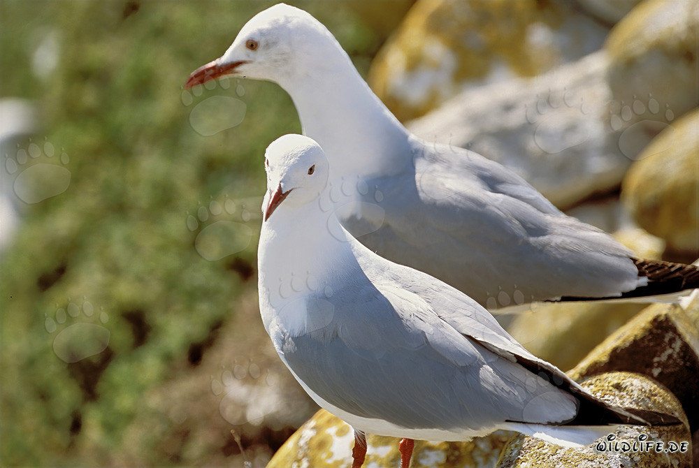 Deux mouettes de Hartlaub majestueuses sur l'île de Dyer en Afrique du Sud