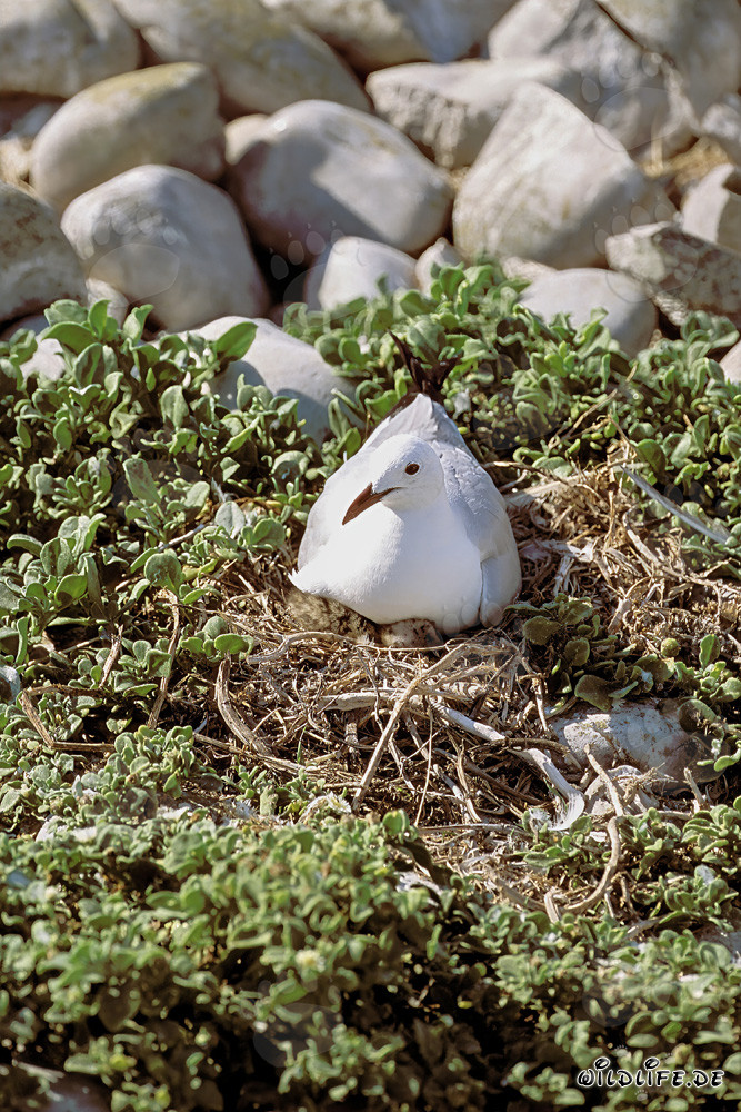 Escena de cría fascinante de la gaviota de Hartlaub en la naturaleza salvaje sudafricana