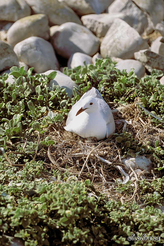 Fascinating breeding scene of the Hartlaub's gull in the South African wilderness