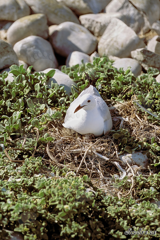 Scène de reproduction fascinante de la mouette de Hartlaub dans la nature sauvage sud-africaine