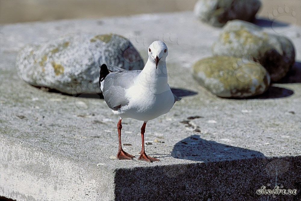 Gaviota de Hartlaub en la Isla Dyer