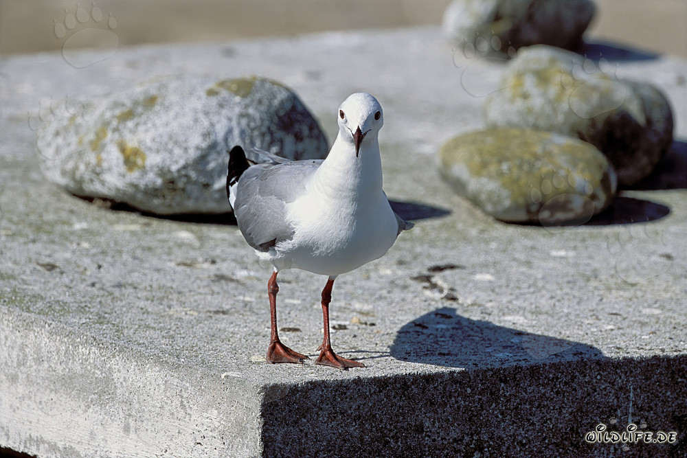 Hartlaubmöwe auf Dyer Island