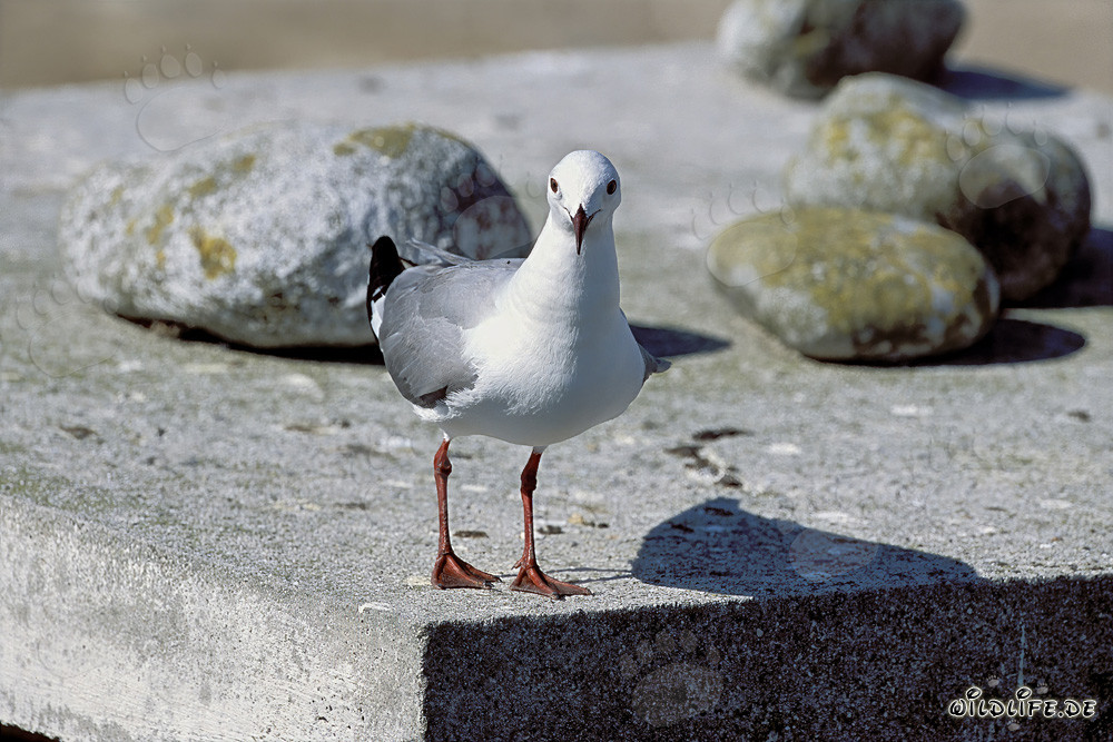 Mouette tridactyle sur l'île de Dyer