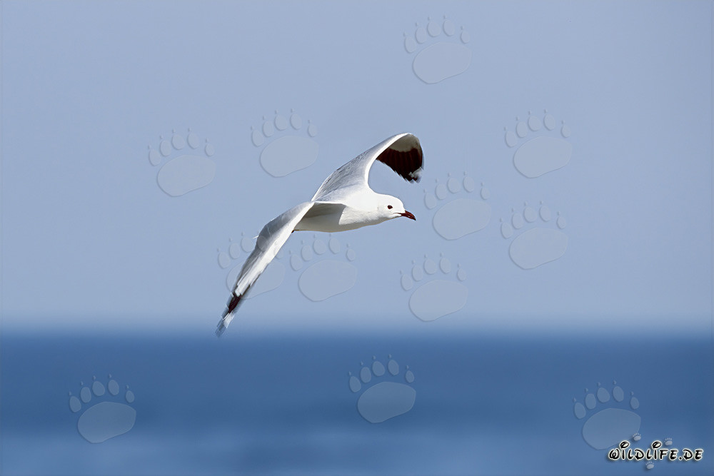 Gaviota de Hartlaub planea graciosamente sobre el océano