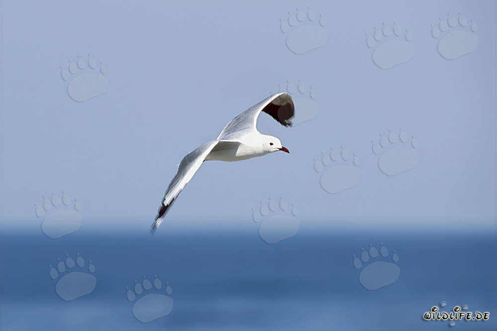 Graceful Hartlaub's Gull soaring over the ocean