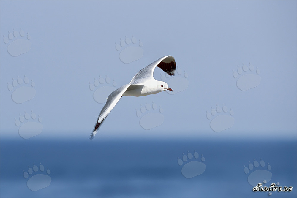 Mouette de Hartlaub gracieusement plane au-dessus de l'océan