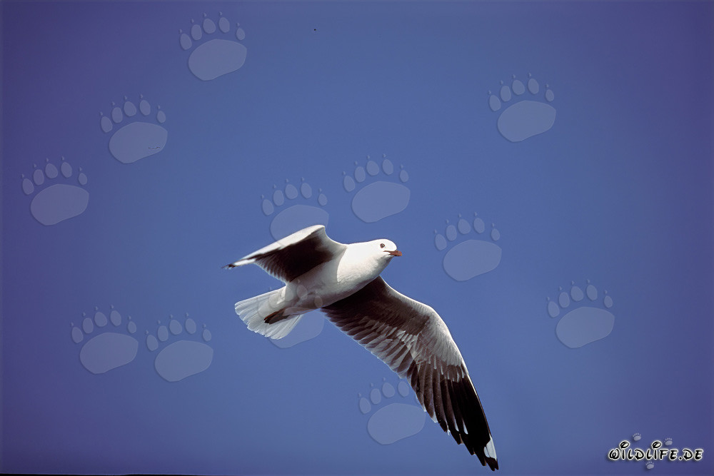 Gaviota de Hartlaub en vuelo, Isla Dyer