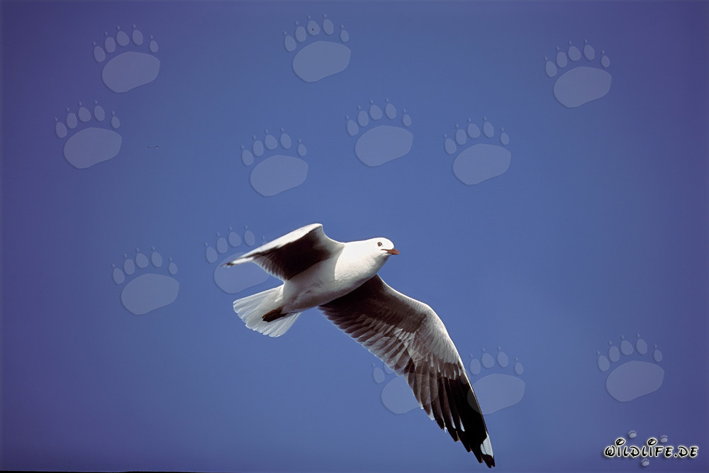 Fliegende Hartlaubmöwe, Dyer Island