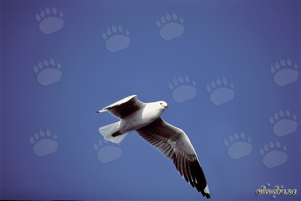 Hartlaub´s Gull Over the Ocean