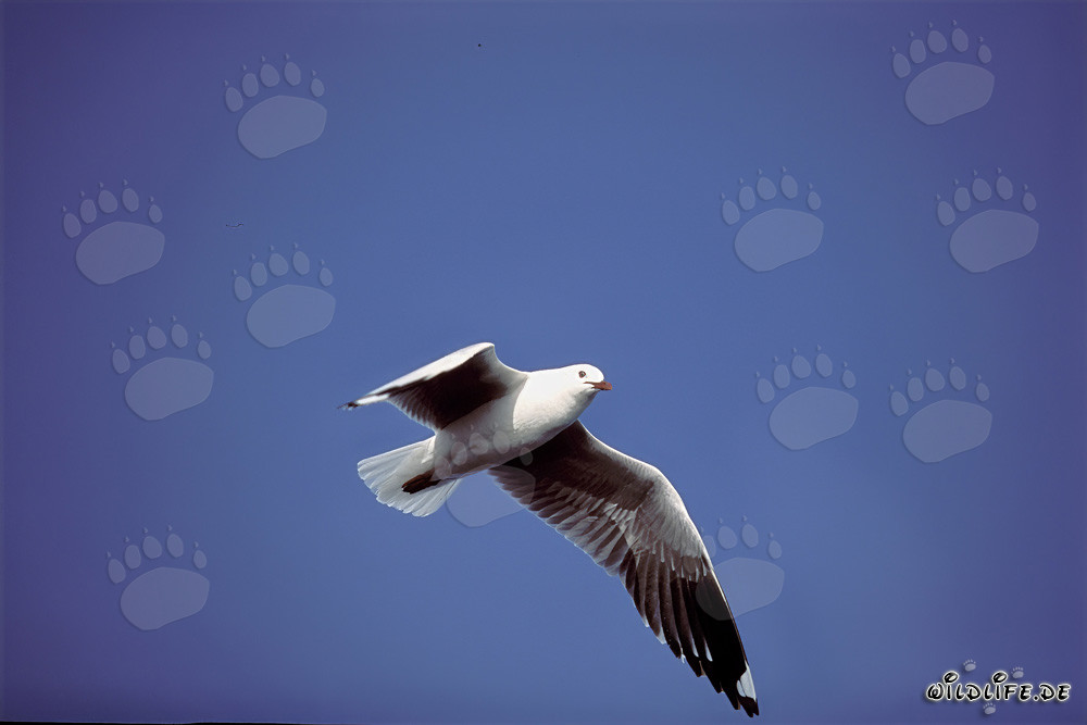 Mouette d'Hartlaub en vol, île Dyer