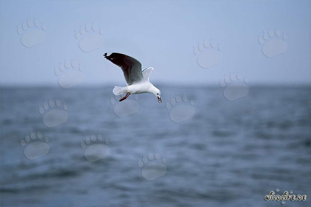Gaviota de Hartlaub en busca de alimento en la costa oeste de África