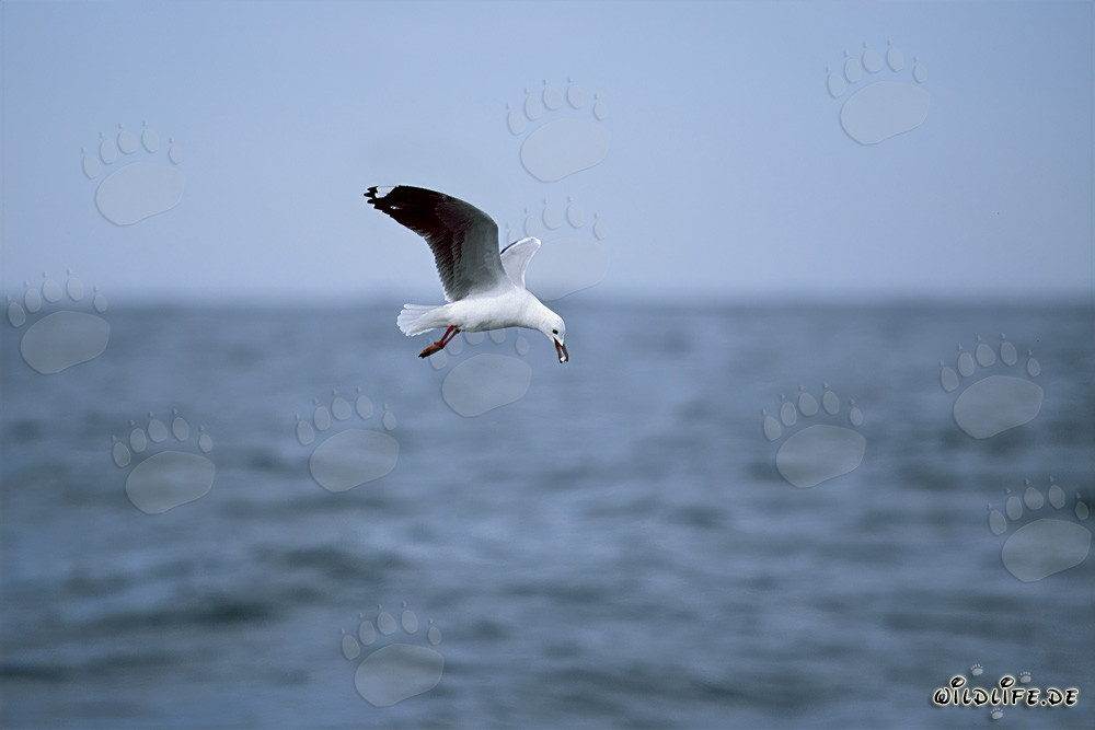 Hartlaub´s gull searching for food on the West Coast of Africa