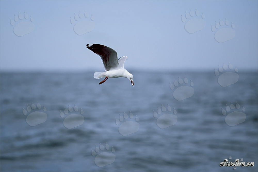 Mouette de Hartlaub cherchant de la nourriture sur la côte ouest de l'Afrique