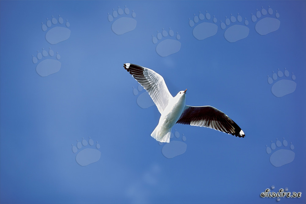 Gaviota de Hartlaub grácil sobre las vastedades del Atlántico Sur