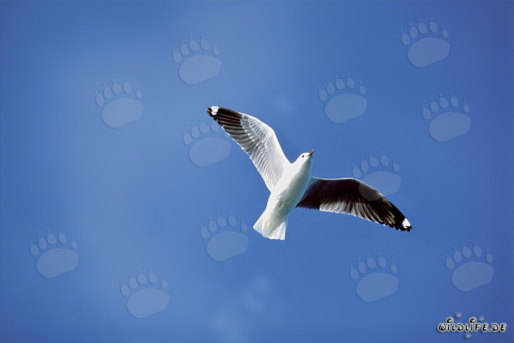 Graceful Hartlaub's Gull soaring over the vast South Atlantic Ocean