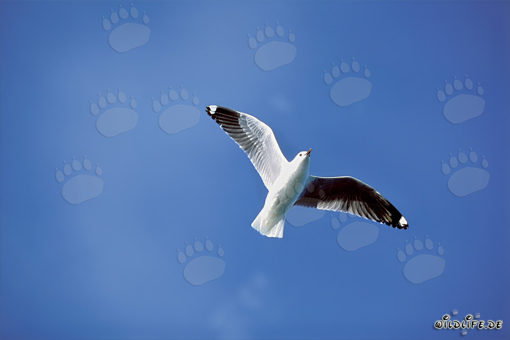 Mouette de Hartlaub gracieuse au-dessus de l'immensité de l'Atlantique Sud
