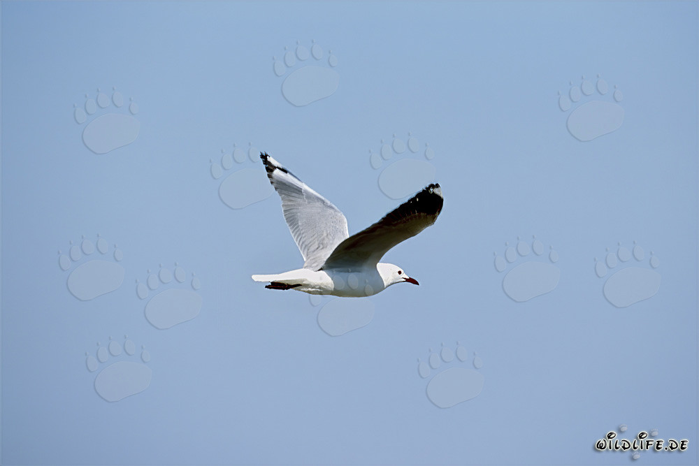 Gaviota de Hartlaub camino a la Isla Dyer