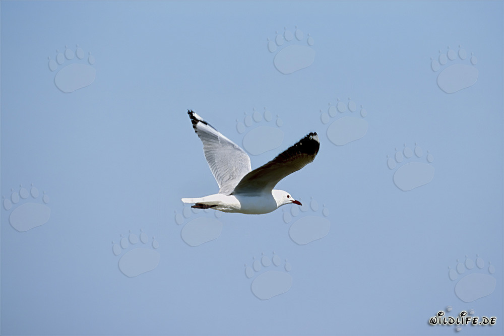 Hartlaubmöwe auf dem Weg zur Dyer Island