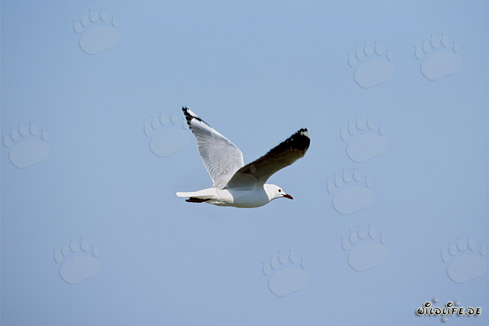Hartlaub´s Gull Heading to Dyer Island