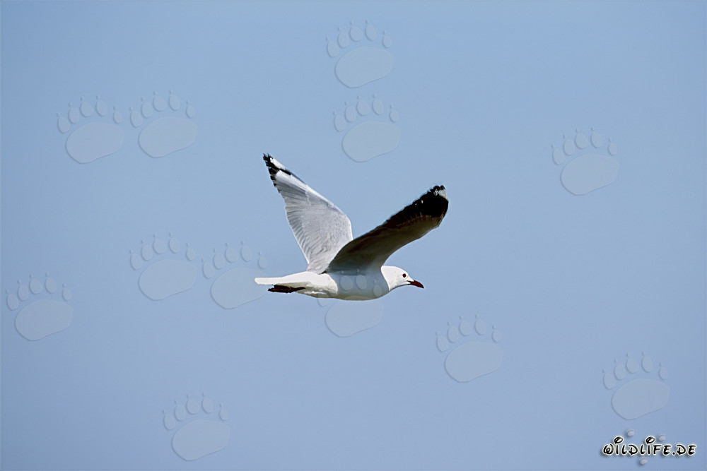 Mouette tridactyle en route vers l'île Dyer