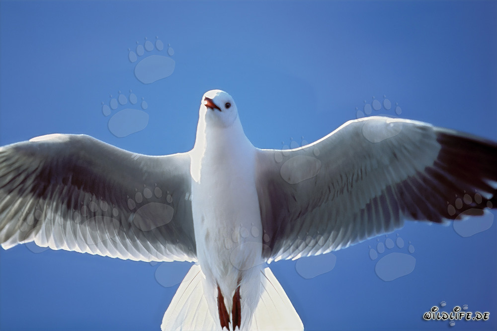Gabbiano di Hartlaub - maestoso uccello marino del Sudafrica