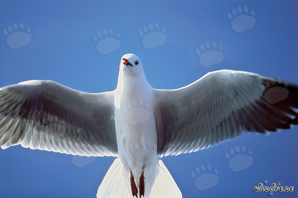 Mouette tridactyle - majestueux oiseau marin d'Afrique du Sud