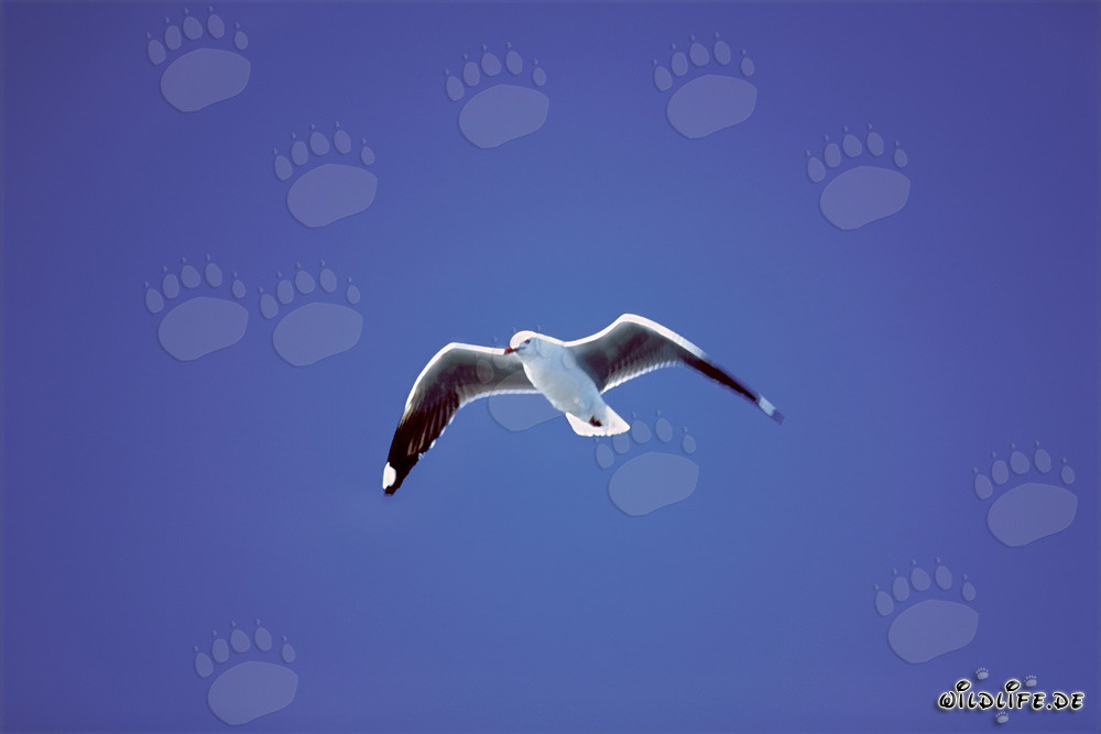 Gaviota de Hartlaub en el cielo azul