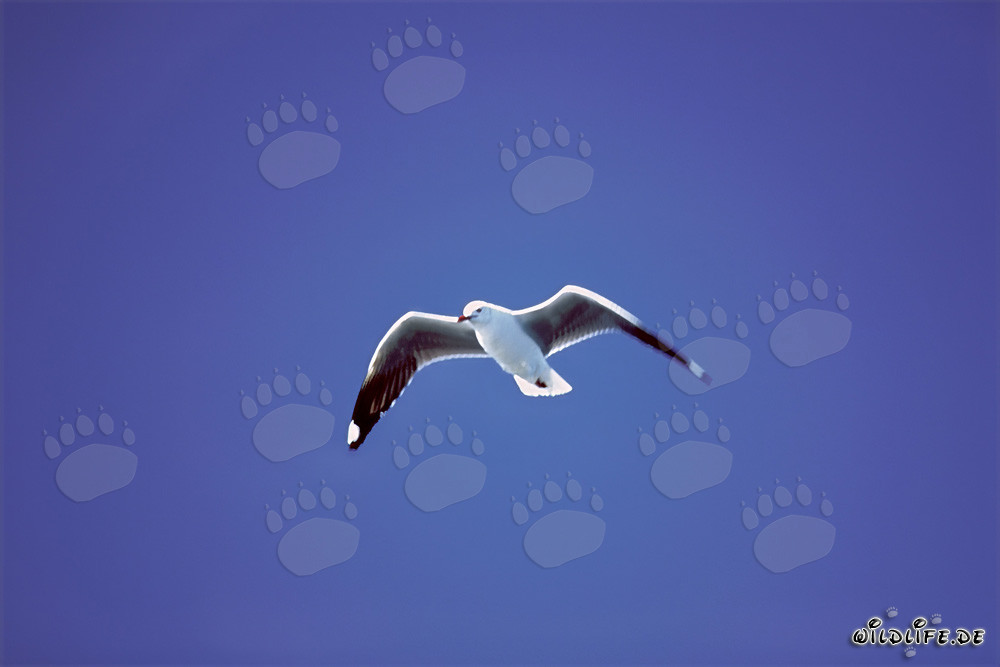 Hartlaub´s gull on blue sky